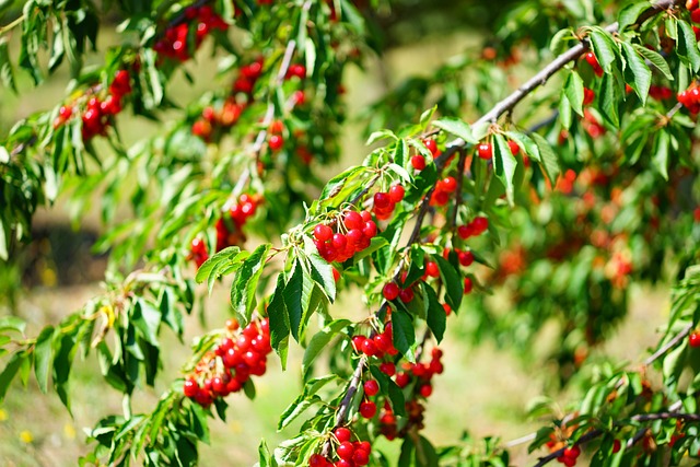[FRUITIERS] Cerisier nain 'Carmine jewel' - jeune plant 1 / 2 ans