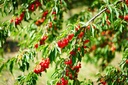 Cerisier nain 'Carmine jewel' - jeune plant 1 / 2 ans