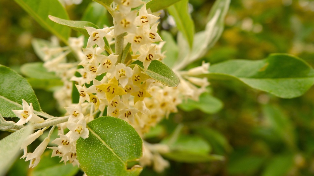 [FIXATEURS D'AZOTE] Elaeagnus - Chalef d'automne - jeune plant 1/2 ans