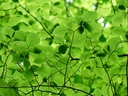 Charme commun - jeune plant de 2 ans