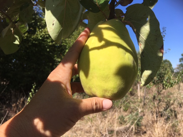 Cognassier 'Monstrueux de Vranja' - scion 1/2 ans
