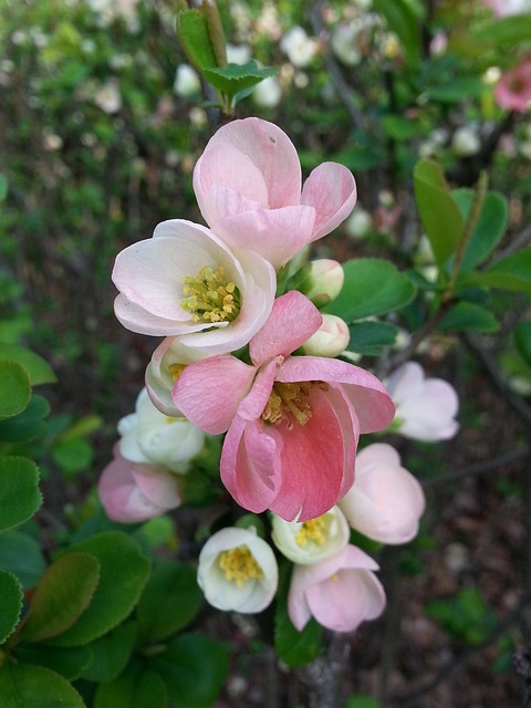 Cognassier de Cathay - jeune plant 1/2 ans