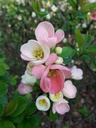 Cognassier de Cathay - jeune plant 1/2 ans