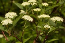 Cornouiller blanc - jeune plant 2/3 ans