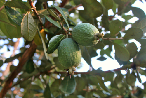 Feijoa 'Mammoth' - jeune plant 1/2 ans