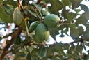 Feijoa 'Mammoth' - jeune plant 1/2 ans