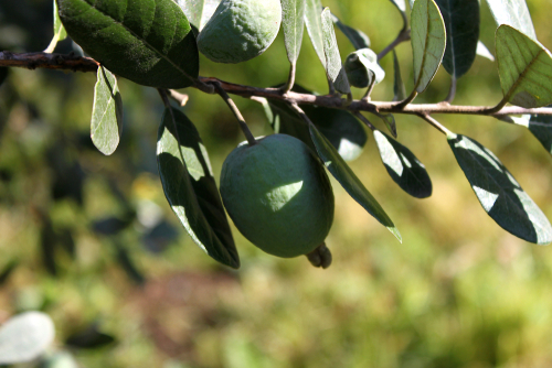 [ARBUSTES] Feijoa - Goyavier du Brésil - jeune plant 1/2 ans