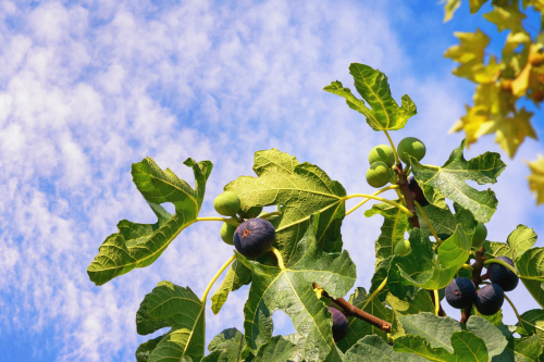[FRUITIERS] Figuier 'Violette Dauphine' - 'Grise de Tarascon' - jeune plant 1/2 an