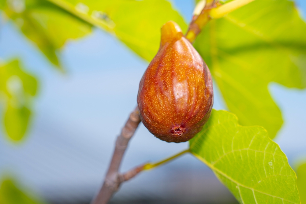 [FRUITIERS] Figuier rustique 'Brunswick' ou 'Castle Kennedy' - jeune plant 1 / 2 ans