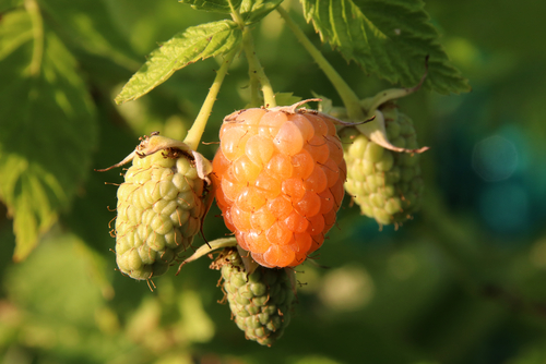 Framboisier 'Golden Everest' - jeune plant 1/2 ans