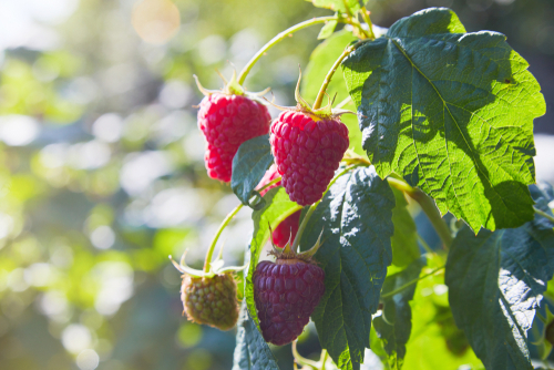 Framboisier remontant 'Malling Promise' -  jeune plant 1 an