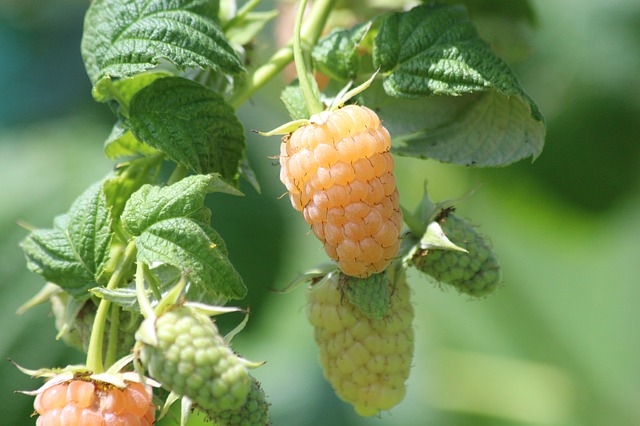 [HERBACÉES] Framboisier remontant jaune 'Fallgold' -  jeune plant 1 an