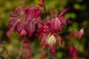 Fusain d'Europe - jeune plant 2 ans