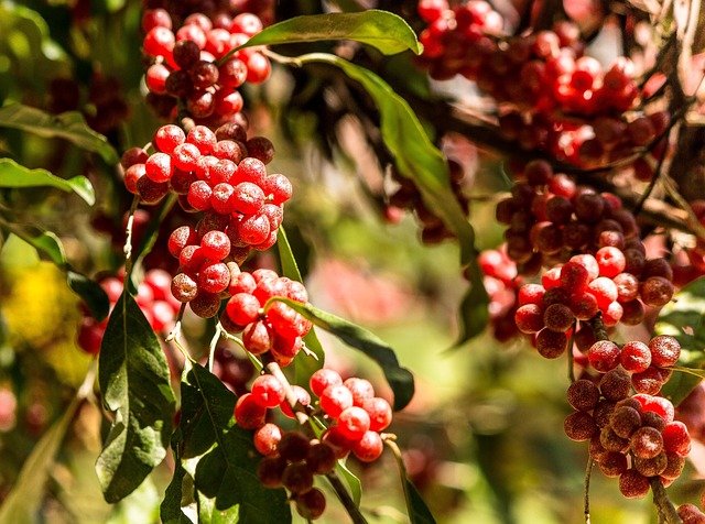 [PETITS FRUITS] Goumi du Japon 'Pointilla Sweet'N'Sour' - jeune plant 1/2 ans