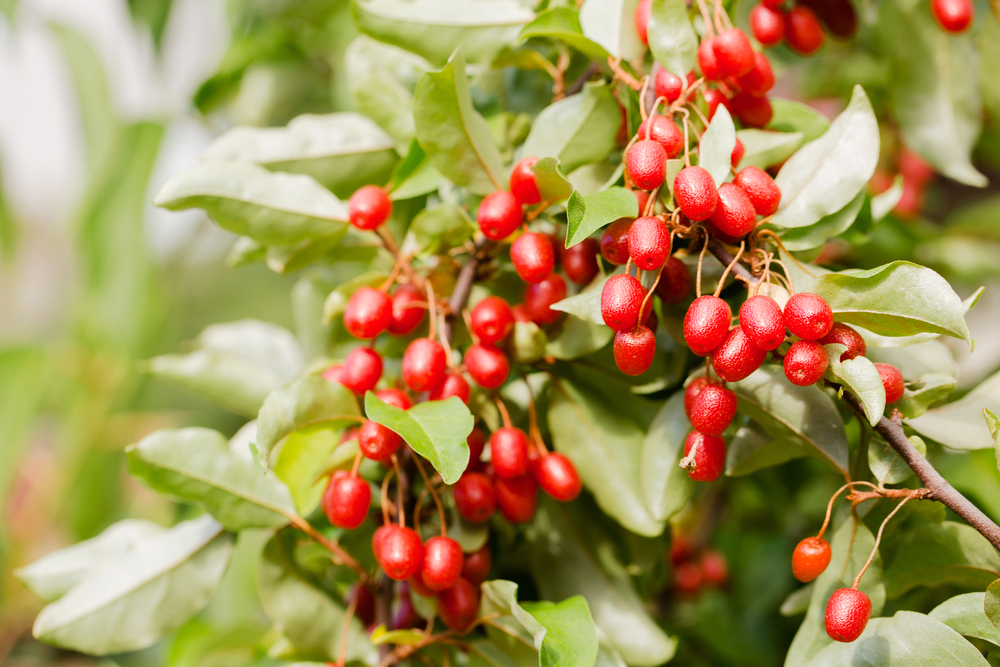 [PETITS FRUITS] Goumi du Japon 'Sweet Scarlet' - jeune plant 1/2 ans