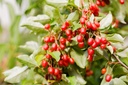 Goumi du Japon 'Sweet Scarlet' - jeune plant 1/2 ans