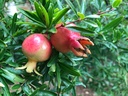 Grenadier 'Mollar de Elche' - jeune plant 1 an