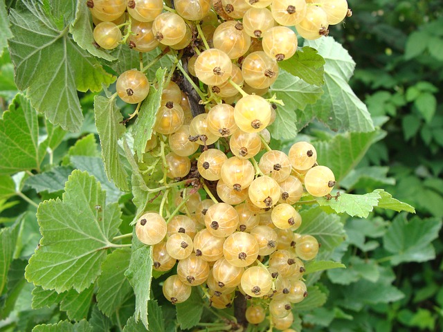 [PETITS FRUITS] Groseille  'Blanche de Versailles - jeune plant 2 ans