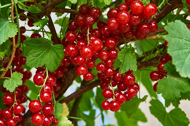 [PETITS FRUITS] Groseille 'Jonkheer van Tets' - jeune plant 2 ans