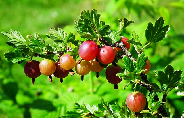 [PETITS FRUITS] Groseillier à maquereau 'Captivator' Rouge - jeune plant 1/2 ans