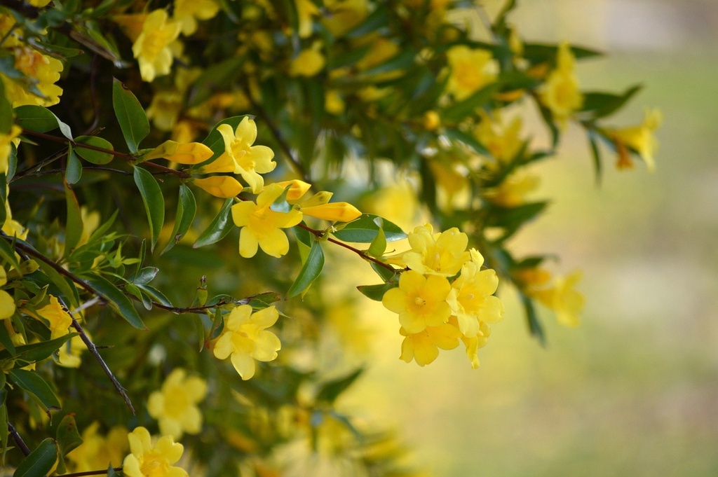 [LIANES] Jasmin d'hiver - jeune plant de 1/2 ans