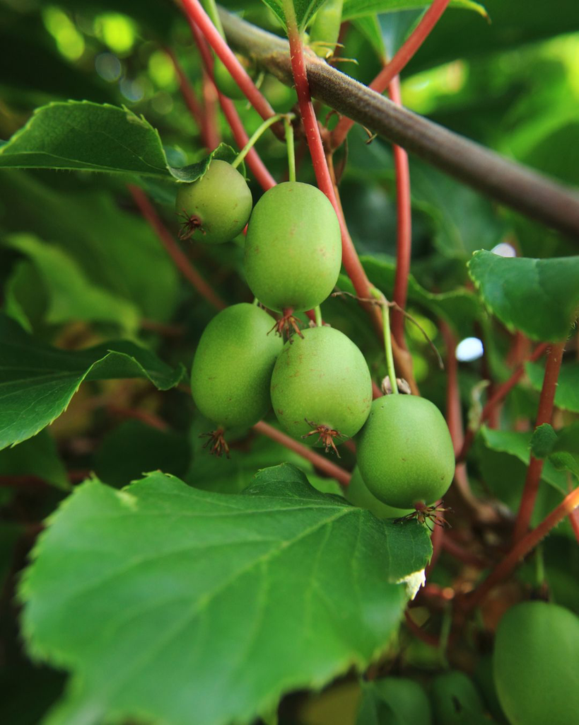 Kiwaï 'Weiki plus' femelle -  jeune plant de 1 / 2 ans