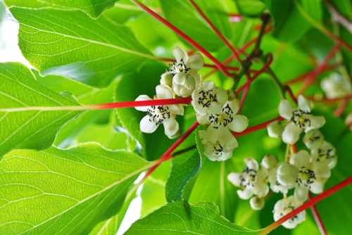 Kiwaï mâle 'Weiki' -  jeune plant de 1 / 2 ans