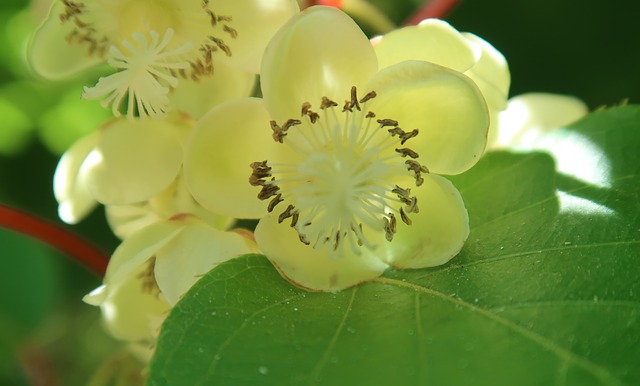 [LIANES] Kiwi mâle 'Tomuri' - jeune plant de 1 / 2 ans