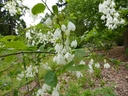L'arbre aux cloches d'argent - jeune plant de 1/2 ans