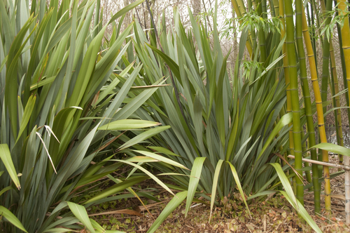 Lin de Nouvelle Zélande -  jeune plante 1/2 ans