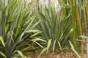 Lin de Nouvelle Zélande -  jeune plante 1/2 ans