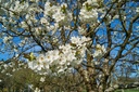 Merisier -  jeune plant de 2 ans