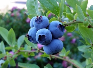 Myrtille 'Goldtraube' - jeune plant 1 / 2 ans