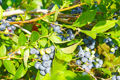 [ARBUSTES] Myrtille 'Paty' -  jeune plant 1 / 2 ans