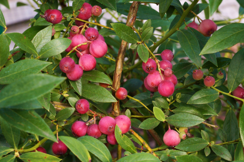 [ARBUSTES] Myrtille 'Pink Lemonade' - jeune plant 1 / 2 ans