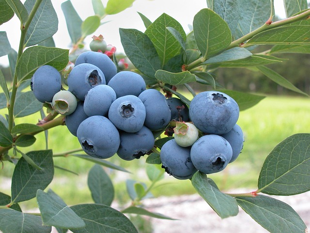 Myrtille 'Bluecrop' -  jeune plant 1 / 2 ans