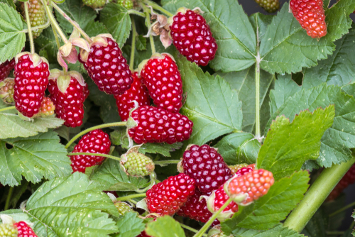 Mûre de Logan (sans épine) - Loganberry - Mûroise - jeune plant 1 an