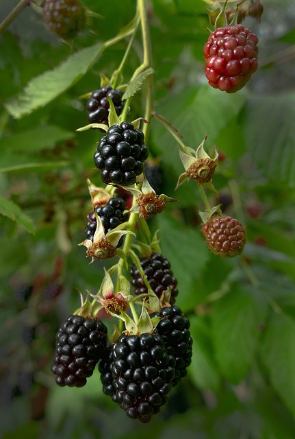Mûre sans épine 'Dirksen' - jeune plant 1 / 2 ans