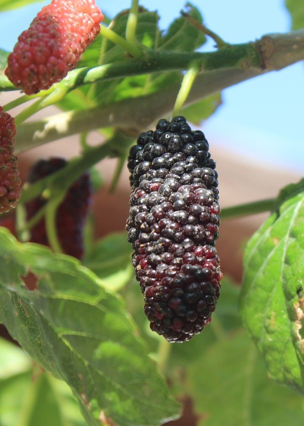 Mûrier 'Illinois Everbearing' - jeune plant de 1/2 ans