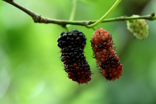 Mûrier 'Milanowek' à gros fruits - jeune plant 1/2 ans