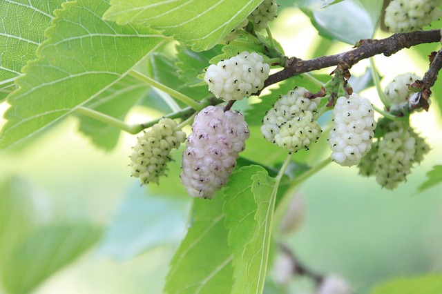 Mûrier blanc - jeune plant 2 ans