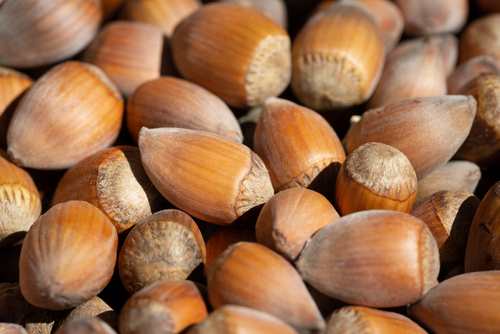 Noisetier 'Nottingham' - jeune plant 2 ans