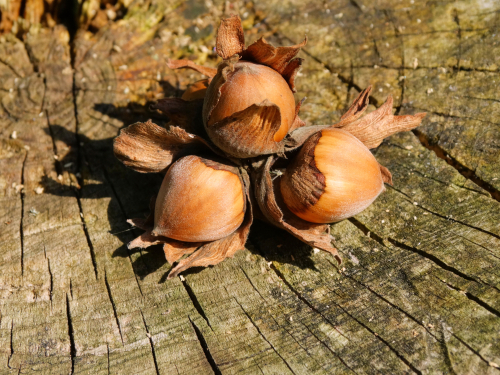 Noisetier 'Webb's Prize Cobb' - jeune plant de 1/2 ans