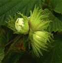 Noisetier - jeune plant de 2 ans