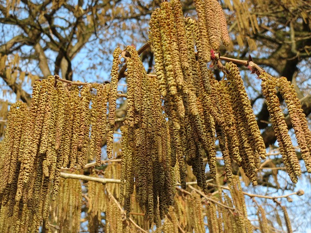 Noisetier de Byzance - jeune plant 2 ans