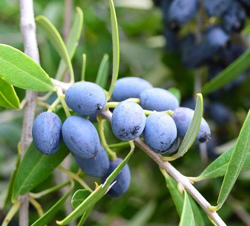 [ARBUSTES] Olivier rustique 'Aglandau' ou 'Aglandaou' - jeune plant de 1 an