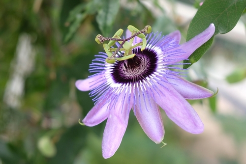 Passiflore 'Purple Haze' - jeune plant de 1/2 ans
