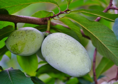 Paw Paw - Asiminier - Asiminia trilobé - jeune plant 1 an