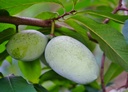 Paw Paw - Asiminier - Asiminia trilobé - jeune plant 1 an