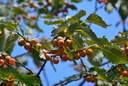 Plaqueminier d’Europe - jeune plant 1/2 ans